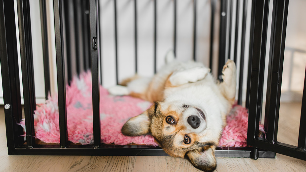 Corgi in a crate