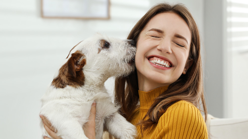 Jack Russell kissing owner