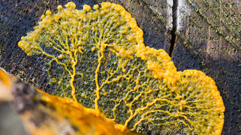 Slime mold on a tree trunk