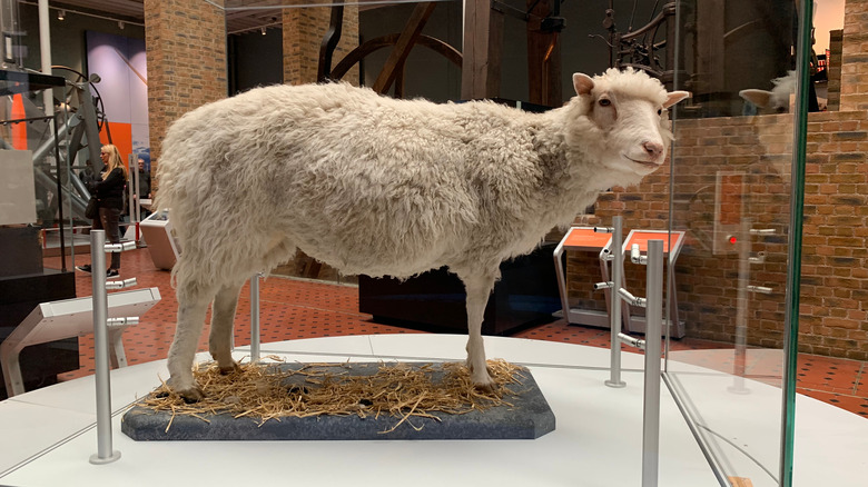 Stuffed Dolly the sheep on display in museum