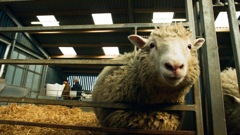 dolly the sheep sticks head through bars of pen