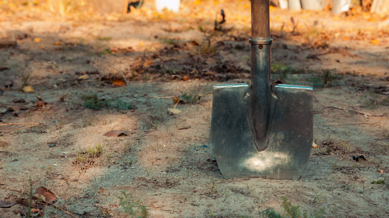 shovel in dug-up backyard 