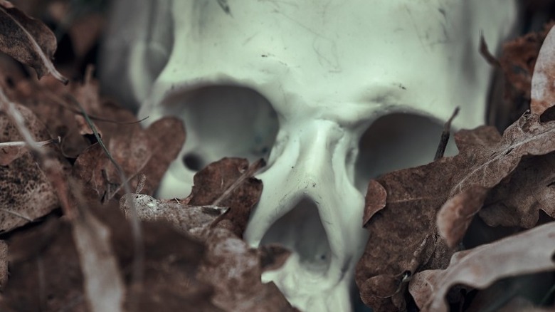 skull in a bed of leaves