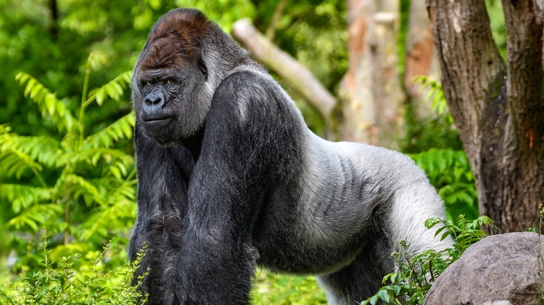 Western lowland gorilla