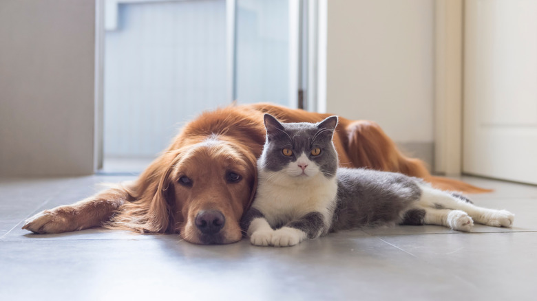 Dog and cat laying together