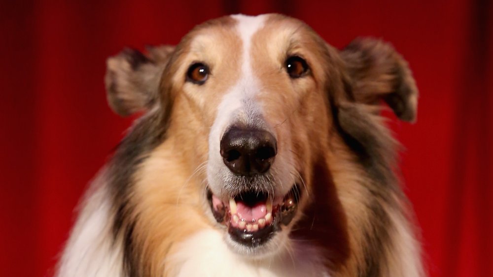 What Happened To Lassie?