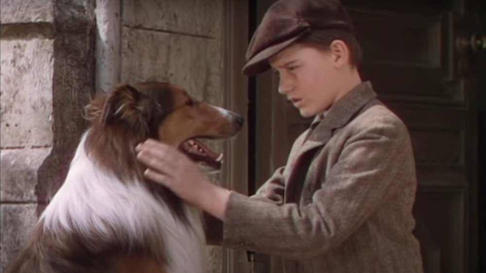 what happened to the dog that played lassie