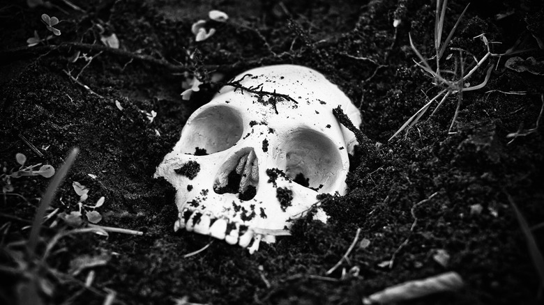 hald buried human skull