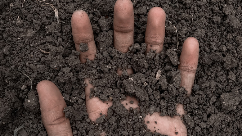 Hand in dirt
