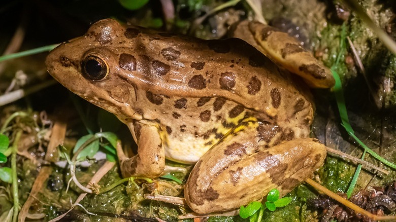 Relict leopard frog