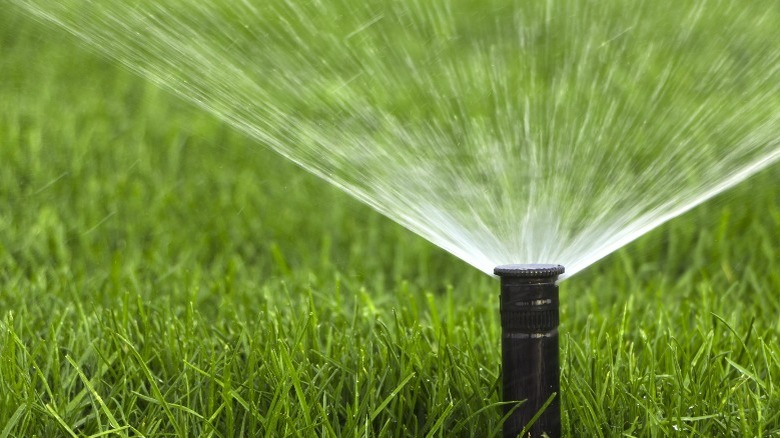 Sprinkler watering a lawn