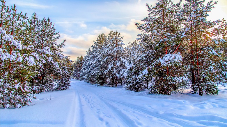 snow covered forest