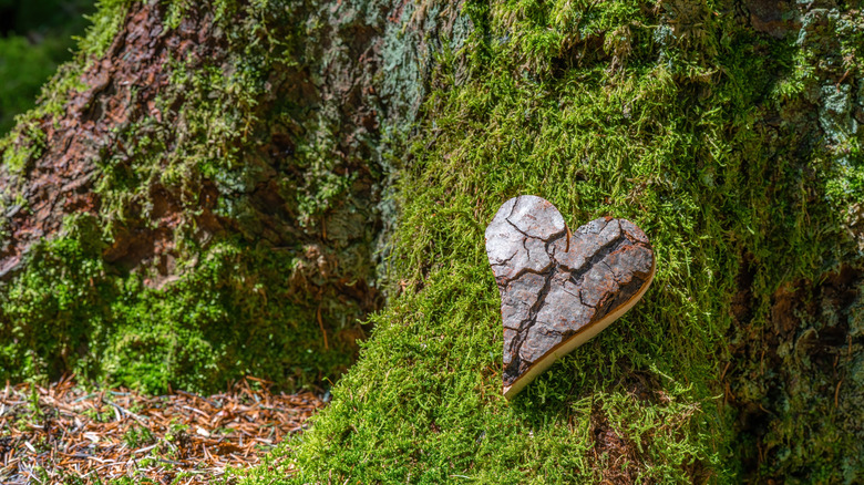 Wooden heart marker rests on tree