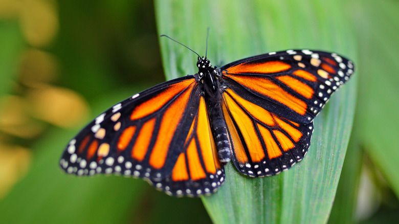 A monarch butterfly on a leaf