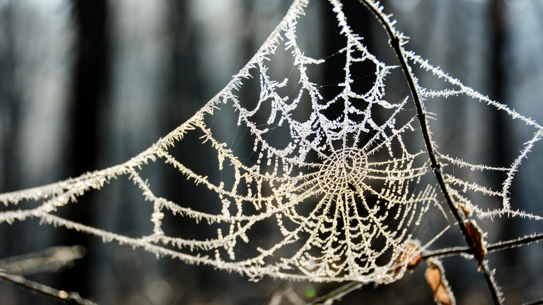 A frosty spider web