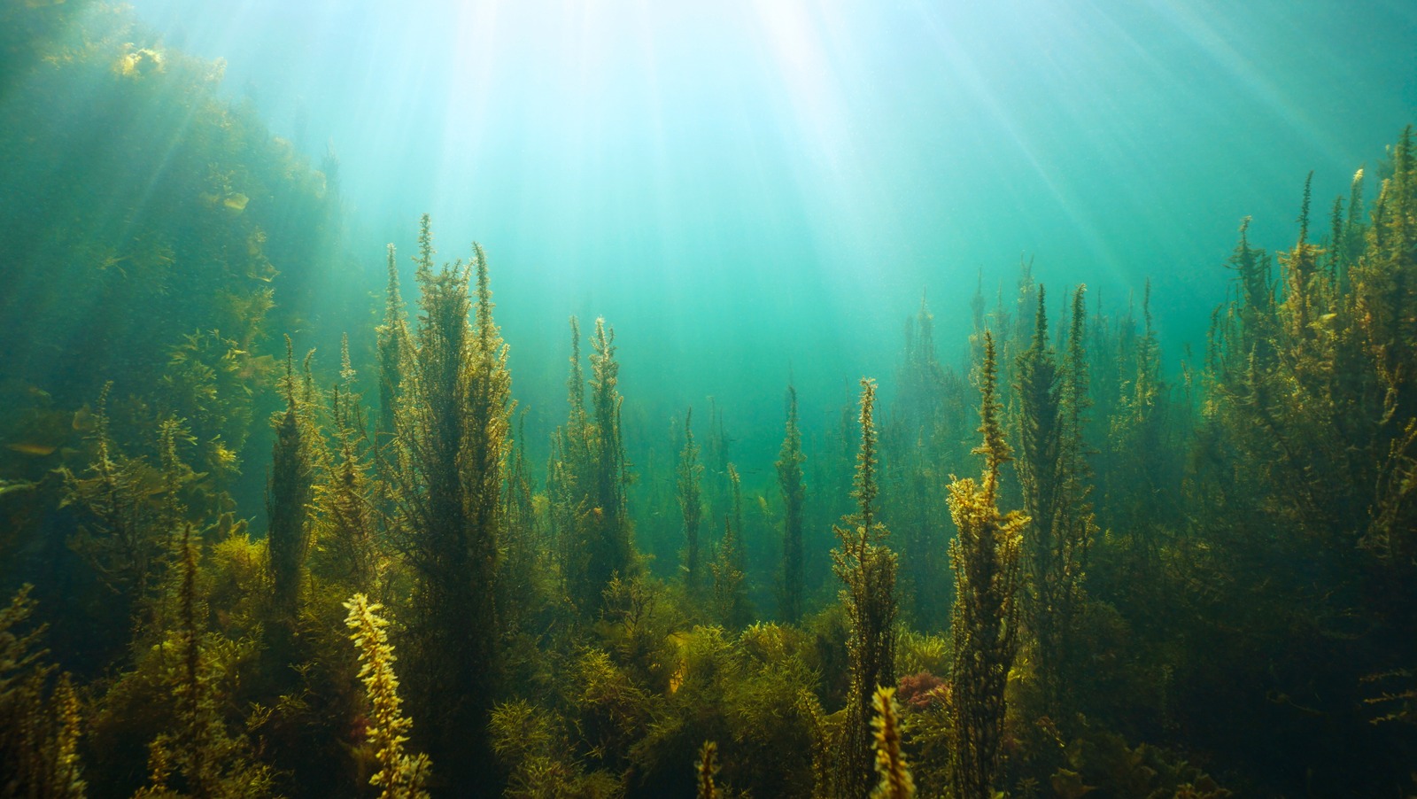 Strange ocean. Фрагилярия водоросль. Падина водоросль. Макроводоросли. Водоросли российских озер.