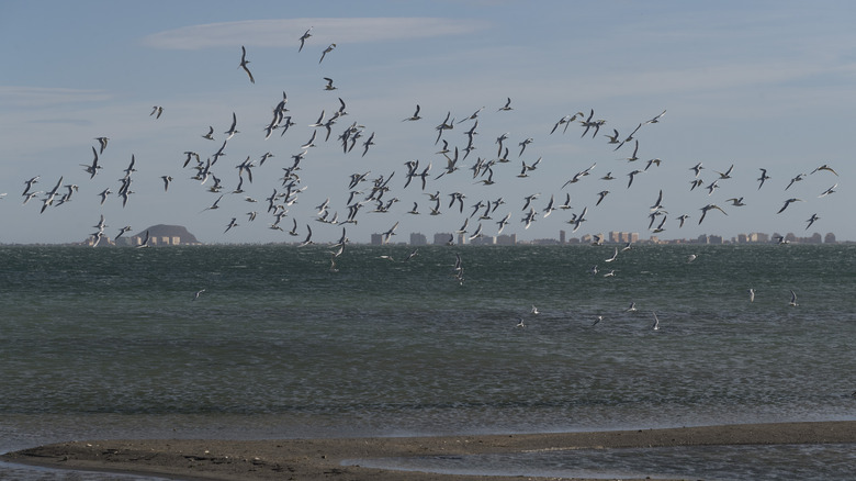 Birds flying over water