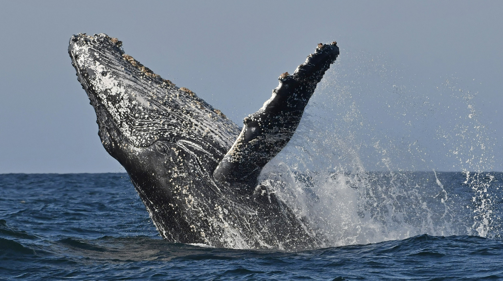 What Happens To Your Body If You re Swallowed By A Whale