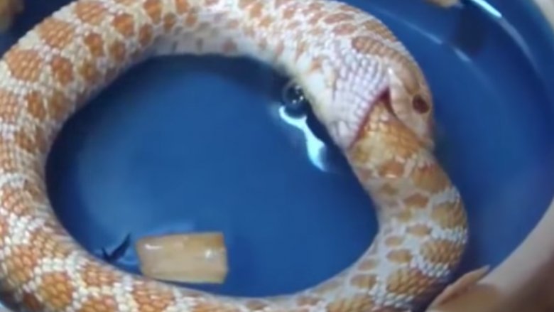 snake eats himself