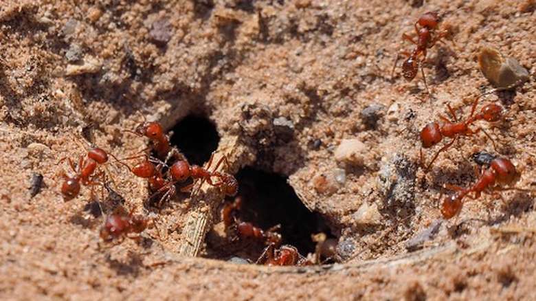 Fire ant colony