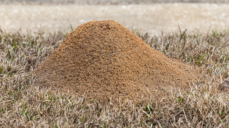 Fire ant mound