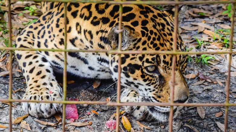 Jaguar in Big Cat Rescue enclosure