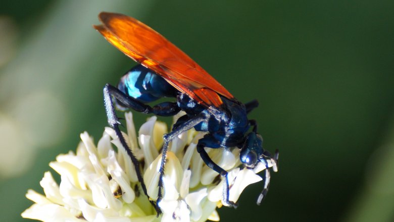 Tarantula hawk wasp