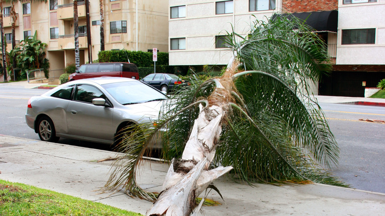 Aftermath of a storm in California