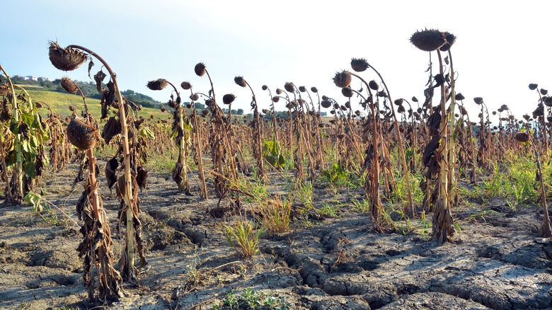 Sunflowers dying from drought