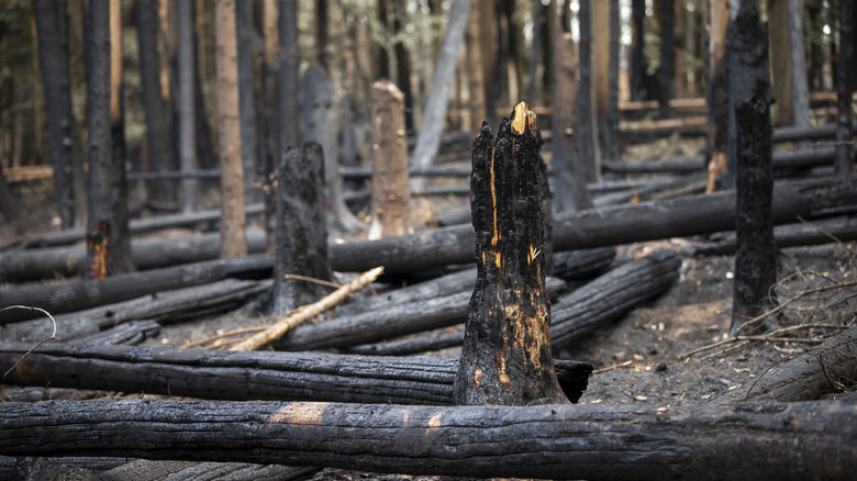 Burnt remains of trees