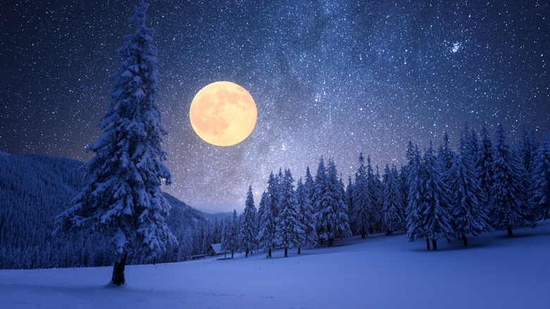 moon and forest in the winter