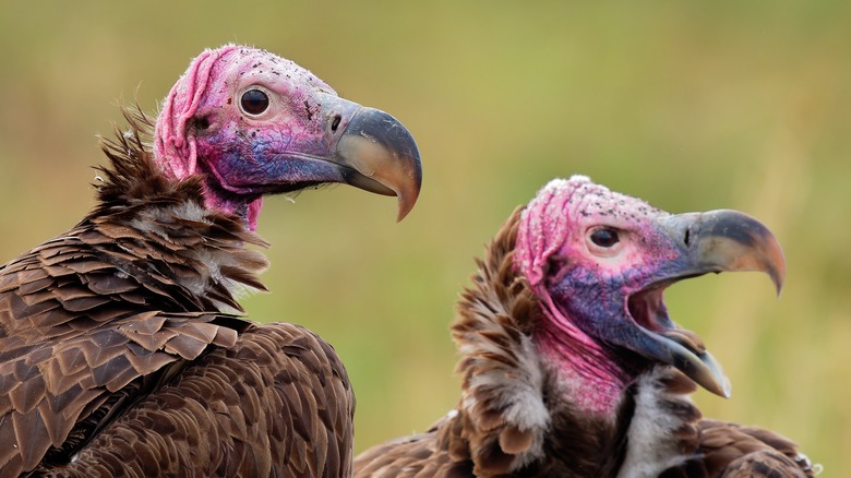 Vultures