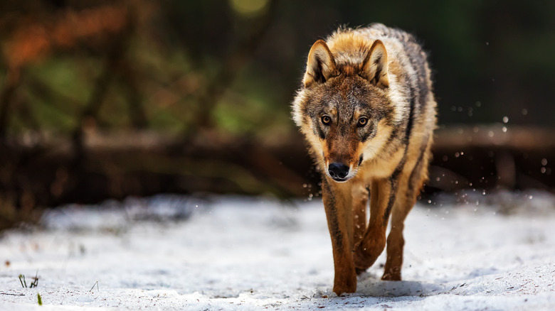 A wolf in winter