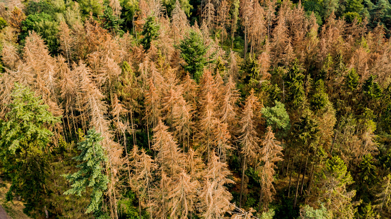 An acid rain-damaged forest 