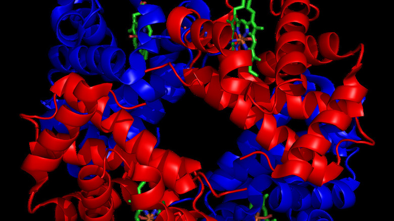 Hemoglobin molecule