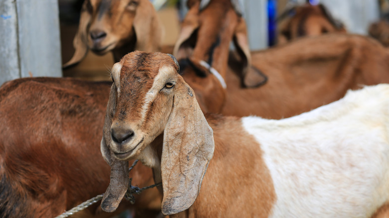 Goats at a market