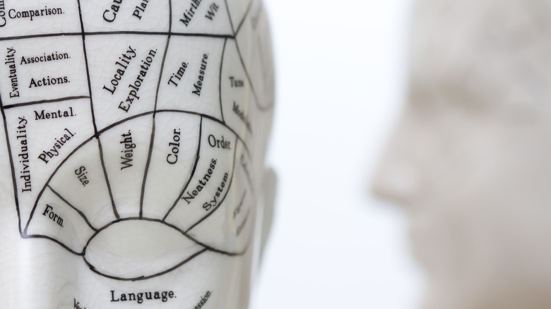 Divided phrenology skull