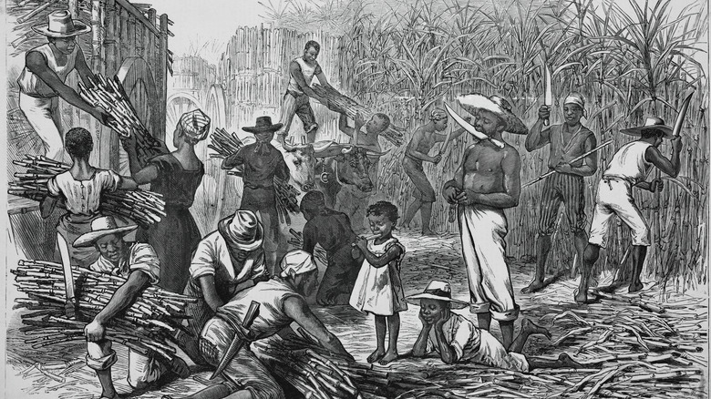 illustration enslaved people harvesting sugar cane in cuba