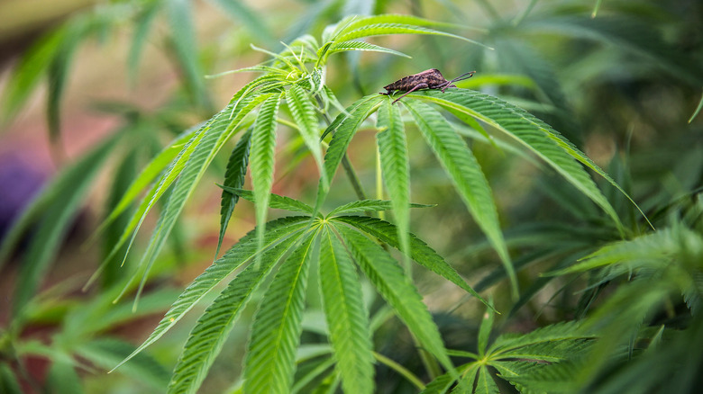 Bug crawling on marijuana plants