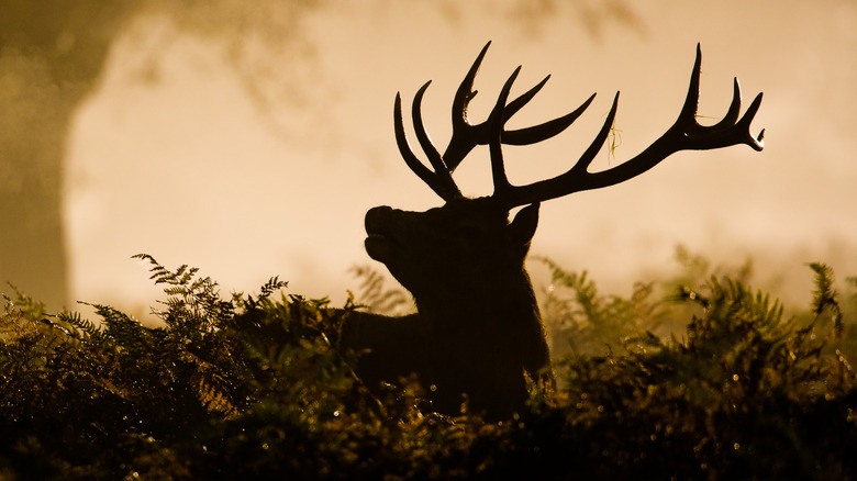 Buck with antlers