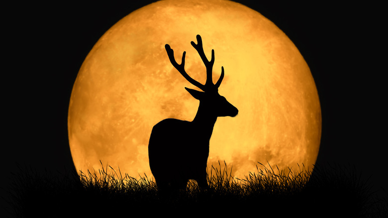 Full moon and buck