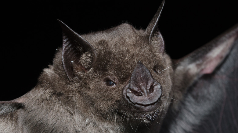 Bat close up