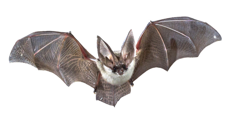 Bat flying