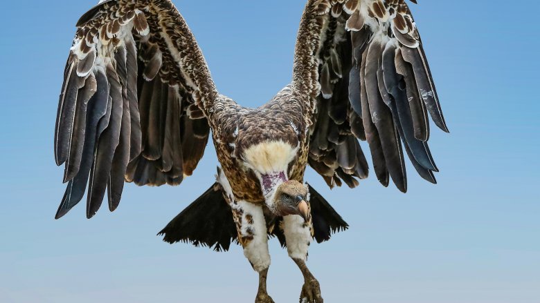 Ruppell's Griffon Vulture