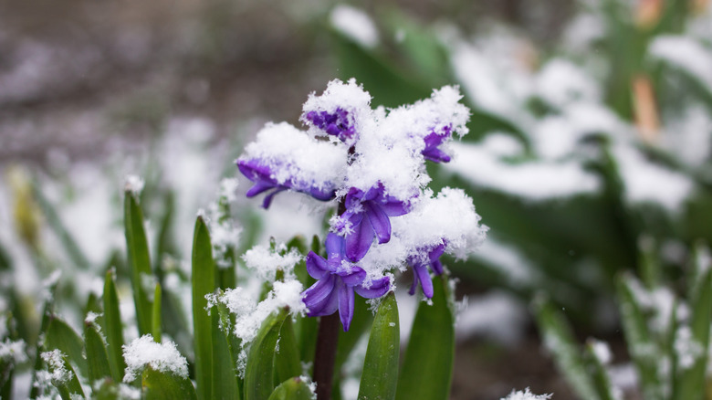 Hyacinths