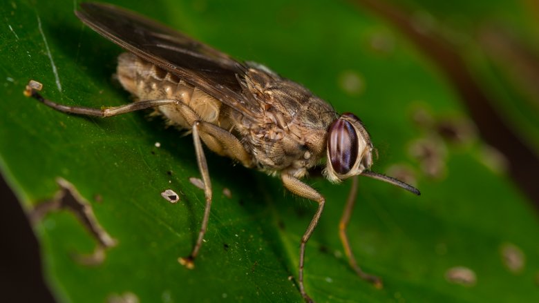 Tsetse fly