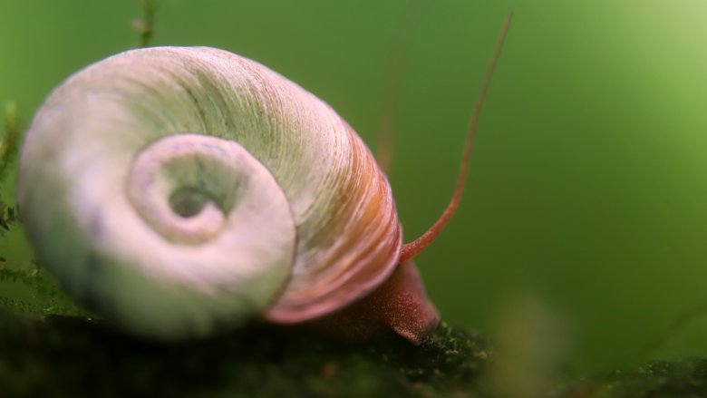 Ramshorn snail