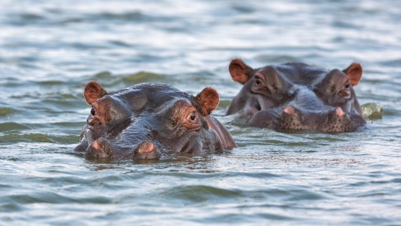 Hippopotamuses