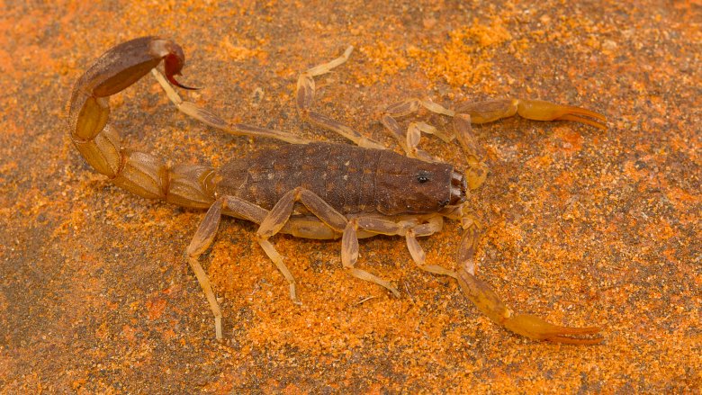 Fat-tailed scorpion