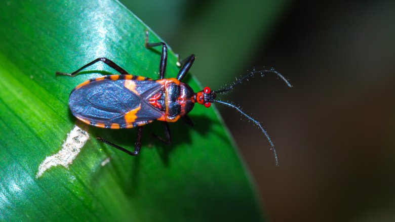 Assassin bug